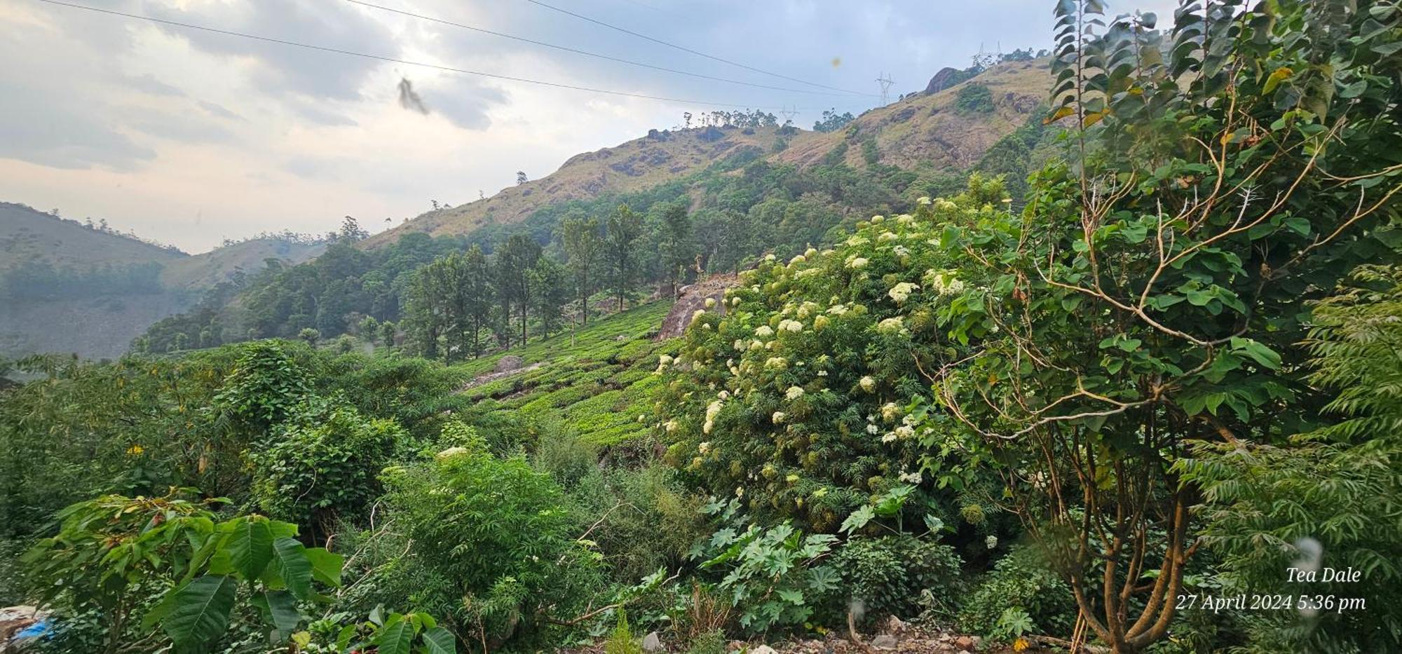 Tea Dale - All Rooms With Tea Estate View 蒙纳 外观 照片